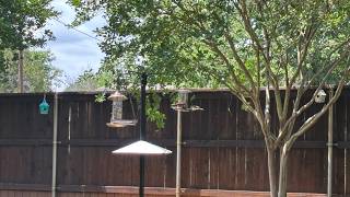 Build a squirrel proof bird feeder stand