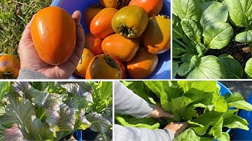 Cách chăm sóc cây ăn trái không bị chết vào mùa đông và thu hoạch rau làm dưa chua, hồng mềm