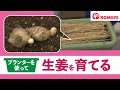 ショウガの育て方【コメリHowtoなび】