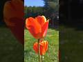Kwietniowe kadry z ogrõdka 🌷🌿#flowers #garden #foryou #music #nature #shorts #spring #relax