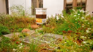 Inside American University's Sustainable Campus | Green Buildings, Climate Action & Kogod