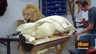 Taxidermy Time Lapse Lions