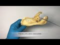 Лопатка - Scapula, курс нормальной анатомии
