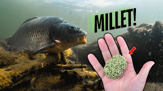 Millet Pack Bait Recipe - How to Make Killer Carp Bait!