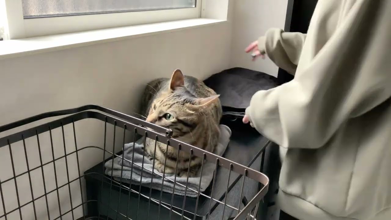 家事動画　clean with me