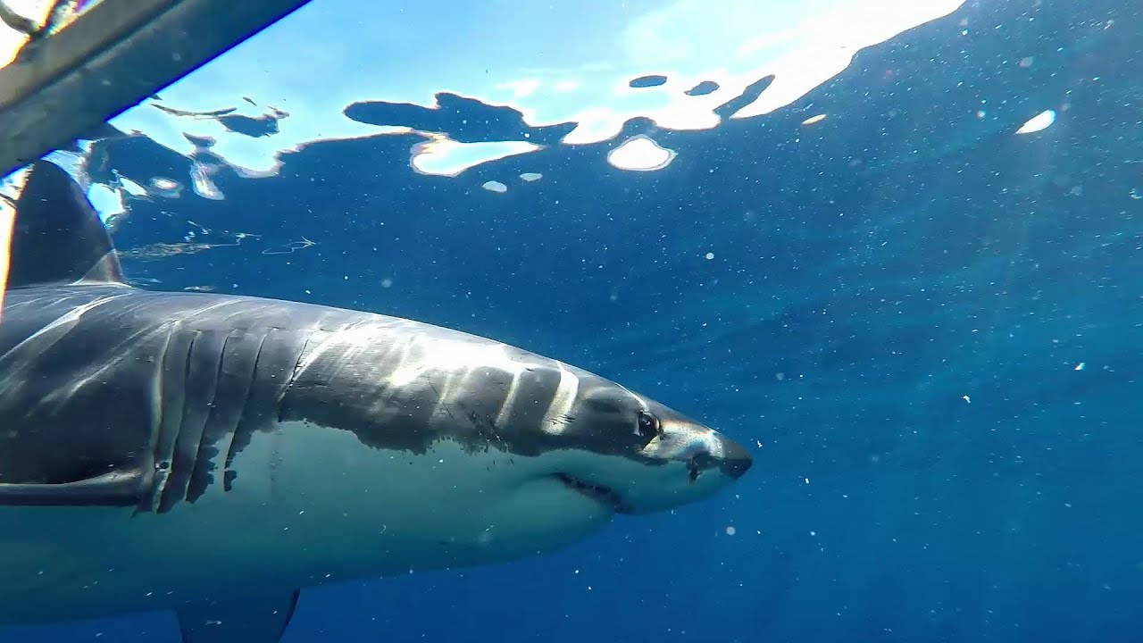 Rodney Fox - November Expedition 2019