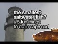 I Catch Smallest Saltwater Fish (Choggies) + 5 Fun Things To Do In Cape Cod