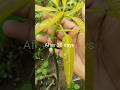 Mango Tree Grafting Success Mango Tree Grafting Success