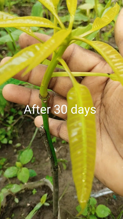 Mango Tree Grafting Success