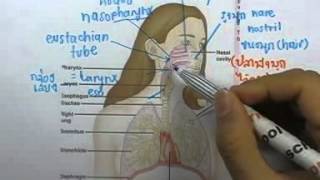 ormBio ver2 : ระบบหายใจ ตอน02