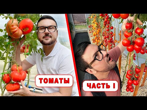 И снова о ТОМАТАХ! Сорта, гибриды, советы и идеи! Серия 1