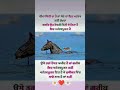 #waheguru#wmk#waheguruji#punjabi#shorts #वाहेगुरु#viral#ytshorts#motivation#sachiyagallan#gurubani