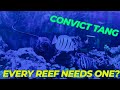 Convict Tang Care
