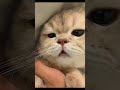 Котофей