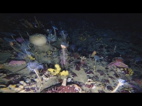 Vídeo: Los Científicos Han Descubierto Que Destruye El Hielo Submarino De La Antártida - Vista Alternativa