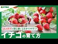 ☘06:イチゴの育て方｜イチゴ栽培のポイント、苗の植え方やプランター｜甘く育てる方法、植つけの注意点をご紹介｜【PlantiaQ&A】ガーデニングのお悩み解決！植物の情報、育て方をQ&A形式でご紹介