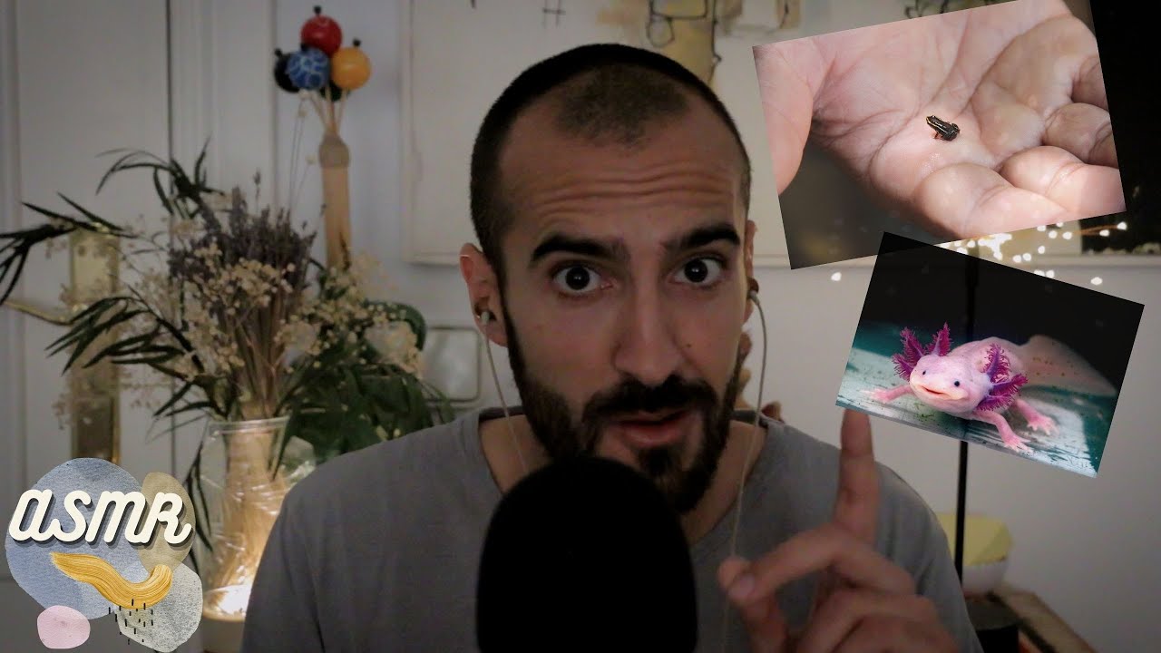 🐸 ¿Qué pasa si TOCAS una RANA? Ajolote, el auténtico Pokemon. CURIOSIDADES ANIMALES │ASMR