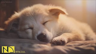 20 HOURS of Dog Sleep Dog Calming Music🐶🎵Anti Separation Anxiety Relief🐶Dog TV Music💖🎵 NadanMusic by 힐링나단뮤직 - Healing NadanMusic 37,298 views 4 months ago 20 hours