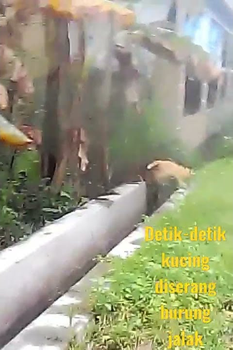 detik-detik kucing diserang burung jalak