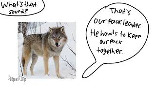 Meet The Animals E6 Gray Wolf