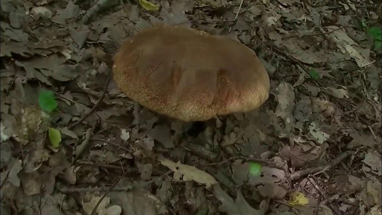 грибы димитровград. грибы интро. иберийский гриб la seta ibérica (1982). грибы новая песня. группа грибы киевстонер.