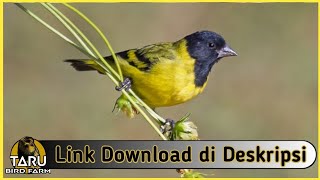Suara Masteran Burung Hooded Siskin