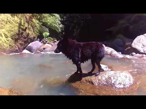 Sailing Schipperkes at Casaroro waterfalls