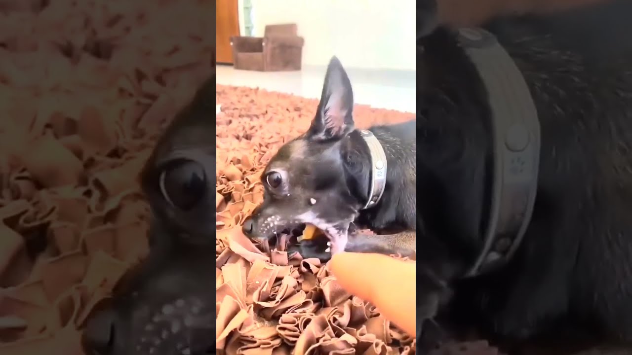 Angry chihuahua ? -petplanet #shorts #dogs #cats #pets #chihuahuas