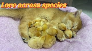 Love transcends species! The kitten hugs the chick tightly as it sleeps, which is very sweet.Cat dad