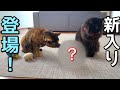 新しい仲間を出迎えたら猫たちの反応が予想外すぎた