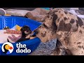 Giant Great Dane Has Raised Hundreds of Tiny Puppies and Kittens | The Dodo