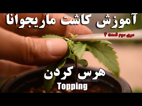 آموزش کاشت و هرس کردن گیاه ماریجوانا فصل 3 قسمت 4