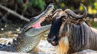 The Great Migration: Maasai Mara to Serengeti | The World’s Most Epic Wildlife Journey