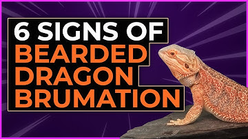 6 Signs Of Bearded Dragon Brumation [Or Is It Dead]