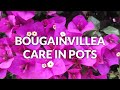 BOUGAINVILLEA CARE IN POTS / JoyUsgarden