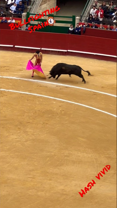 Bullfighting #Spain #bullfightathometown #travel #travelvlog #vlog #valencia #animals #shorts