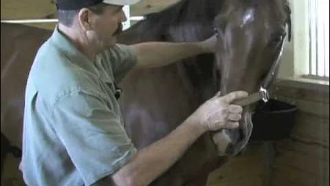 Horse Massage: Releasing Tension in the Poll, Neck and Shoulder of the Horse