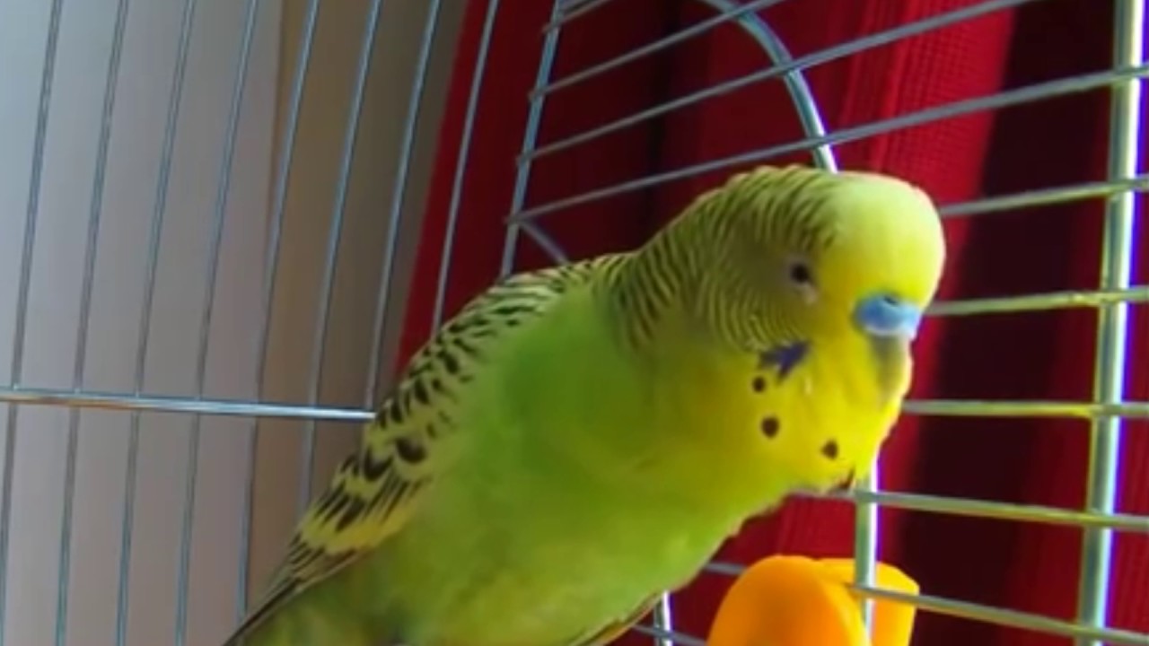 Как кричит попугай. Злой попугай. Желтоголовый амазон. Как кричит попугай. Попугай корелла.