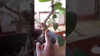 අතු කප්පාදුව හා කම්බි බැදීම / Branch pruning and wire tying ( Sri lankan bonsai )