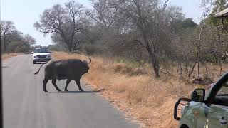 Kruger National Park: African Buffalo Crosses the Road