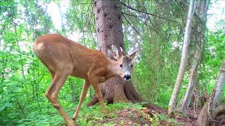A curious roe deer inspects the trailcam on a spring morning