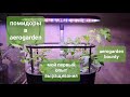 Помидоры в aerogarden. Мой опыт выращивания.