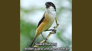 Suara Burung Cendet Juara Untuk Masteran (Live)