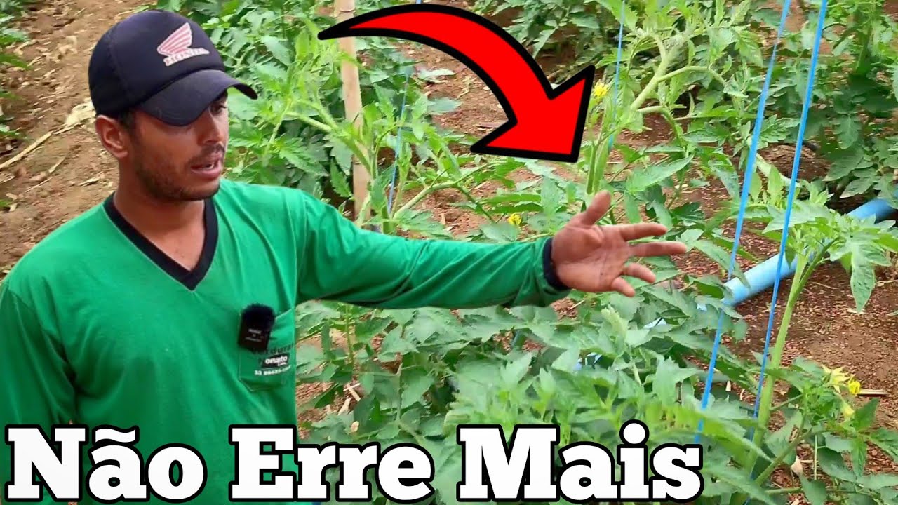 🌱Não Plante Tomate Antes de Assistir Esse Vídeo🍅
