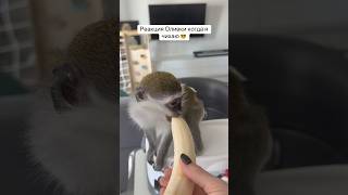 Сразу убегать 😂 #верветка #верветка