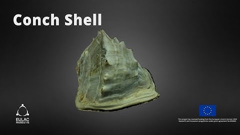 Conch Shell