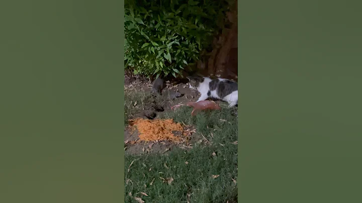 Video 11771501: tabby cat persian, stray cat, cat meowing, cat food, adorable cats, kitty