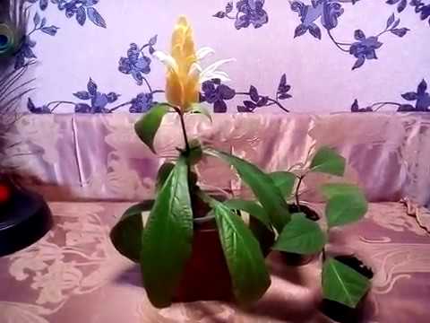 Пахистахис Комнатные Пахистахис
