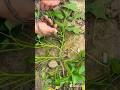 Techniques To Grow more sweet potato vines #gardeningtips #farmingtips