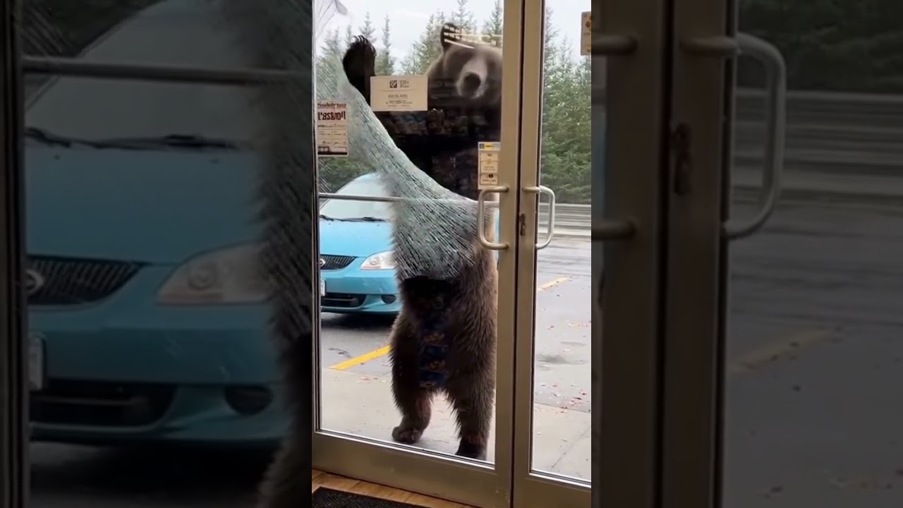 Bear Attacks Store Window